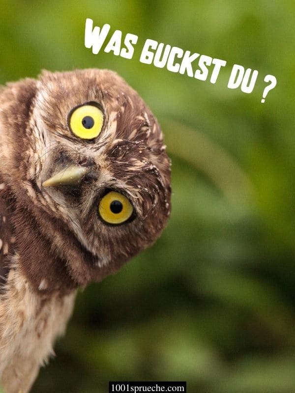 Tier Lustige Bilder Funny Animals October Week Animal Last Post 