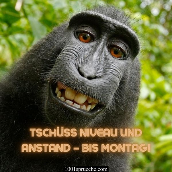 44+ Lustige bilder whatsapp kostenlos , LUSTIGE WHATSAPP BILDER (49+) Zum Totlachen Kostenlos